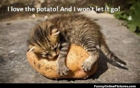 Funny Potato Quotes. QuotesGram