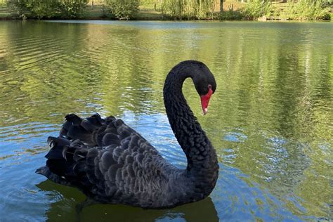 The Spiritual Meaning Of Swans: Swan Symbolism And Working With A Swan ...