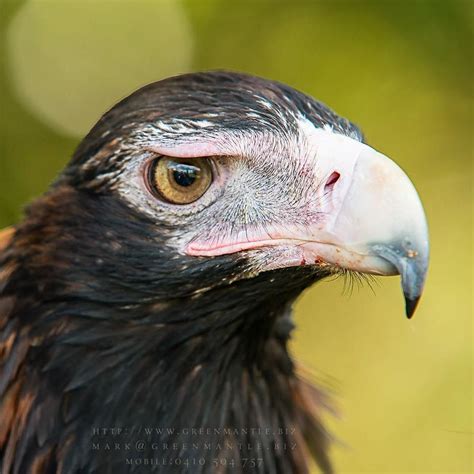 Wedgetail eagle 'Omega' giving his usual serious looking stare ...