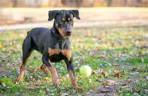 Doberman Rottweiler Mix - Large, Muscular And Powerful Dog