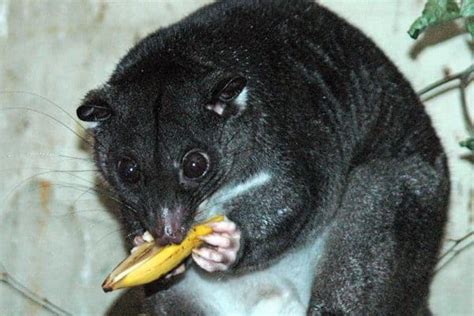 Cuscus Animal Facts | Phalanger maculatus | AZ Animals