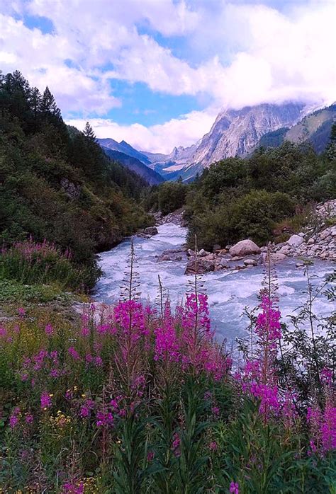 Two Pyramids And Purple Epilobes Under The Mont Blanc is a photograph ...