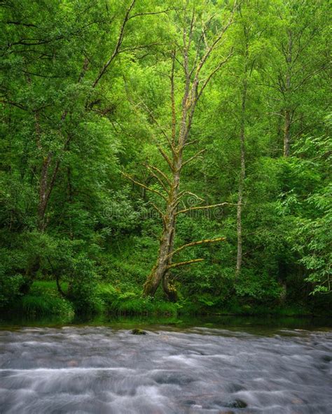 A Dead Tree Stands Out among the Greenery of the Riverside Forests on ...