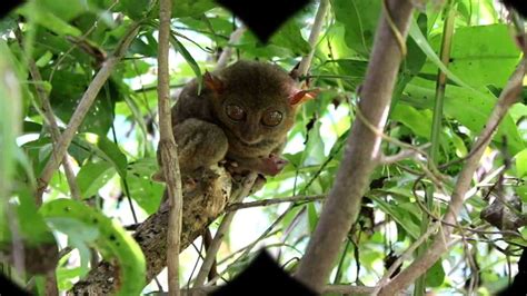 Facts About Tarsiers | Britannica