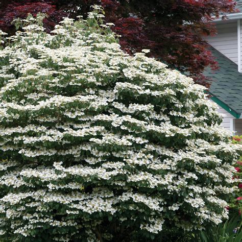 Flowering Mariesii Viburnum 12 inch Shrubs at Lowes.com