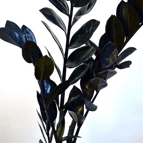 Black Zamioculcas ZZ Plant | Plants, Zz plant, House plants