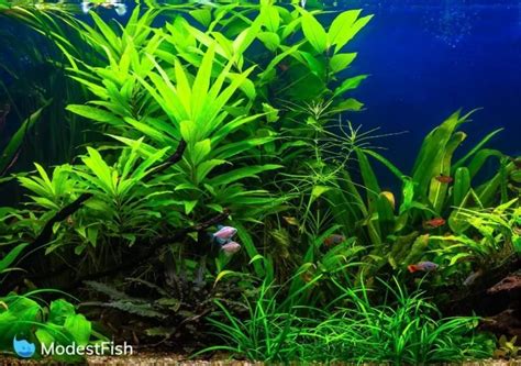 Best Aquarium Plant Fertilizers Compared & Reviewed 2024