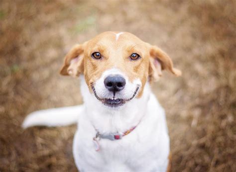 Happy Puppies: These are the 10 happiest breeds of adorable pup sure to ...