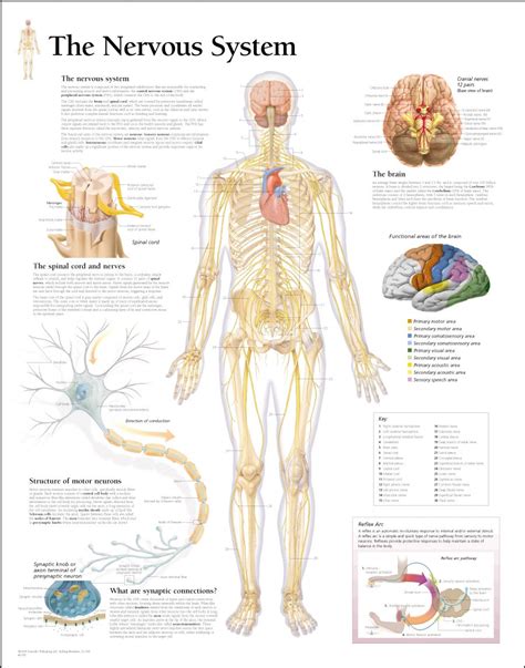 medical chart female spine charts and female nervous system charts ...