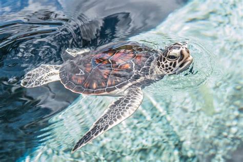 Hawaii Marine Life | Maui Ocean Center