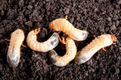 Grub Worm Removal - Grub Worm Control Dallas - ABRACADABRA