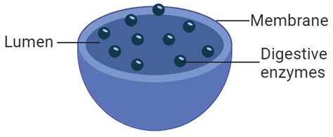 Vacuole Function Lysosome - Nevan Oana