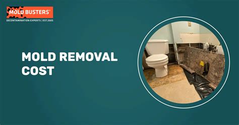 Mold Removal Cost Guide: Factors, Prices, and Tips to Save Money