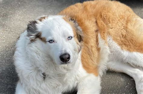 Is A Great Pyrenees Australian Shepherd Mix A Thing?