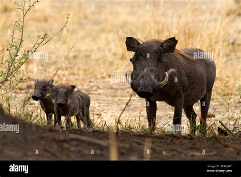 A female warthog with two small piglets. Young warthog have many ...