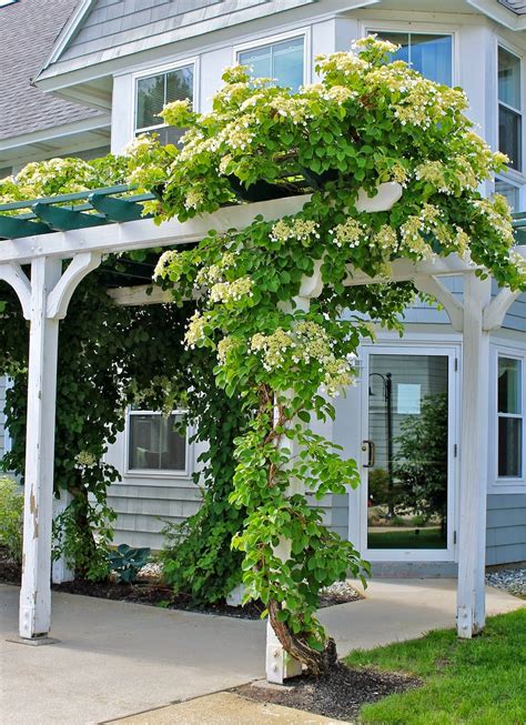 CLIMBING HYDRANGEA AND OTHER TALES OF WOE | Climbing plants fence ...