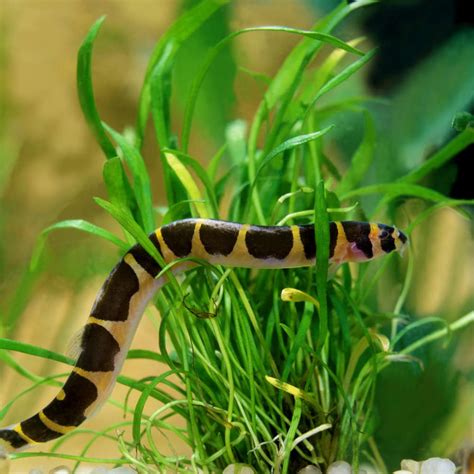 Top 10 Loaches for Freshwater Tanks That You Have to Try – Aquarium Co-Op