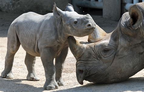 Baby Rhino With Mother | Cute Mighty Pictures