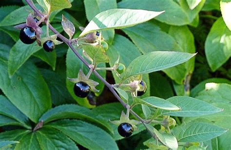 Belladonna or Deadly Nightshade Dangers and Atropine Uses | Owlcation ...