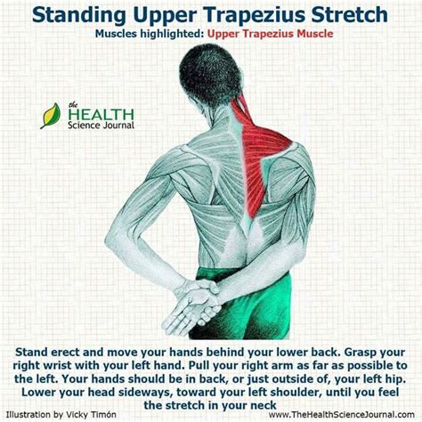 Lower Trapezius Stretches