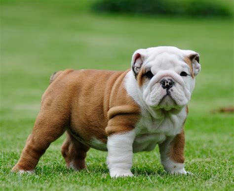 10 Cutest Dog Breeds You Would Love To Own - Stylinggo