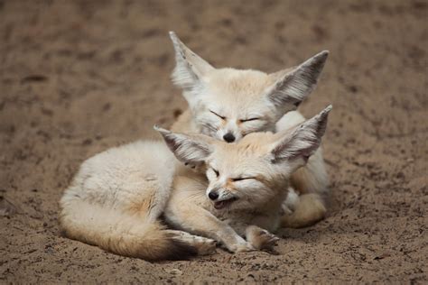 WWF Gift Guide: Adopt fennec fox - WWF.CA