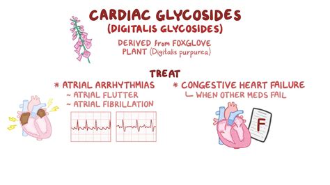 Cardiac glycosides: Nursing pharmacology - Osmosis Video Library