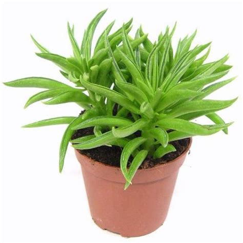 4″ Happy Bean Peperomia – Plant Van