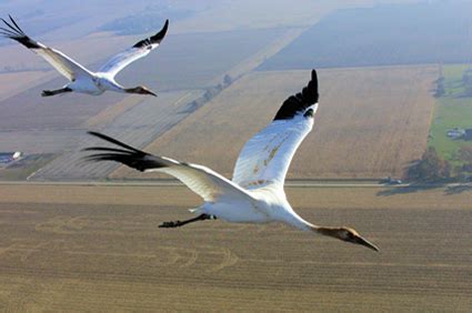 Operation Migration Teaches Endangered Whooping Cranes To Fly ...