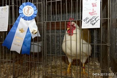 Standard & Bantam Poultry Show | Brigden Fair