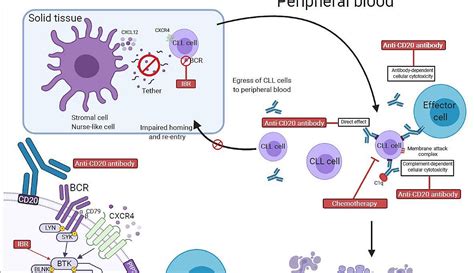 Ibrutinib combinations in CLL therapy: scientific rationale and ...