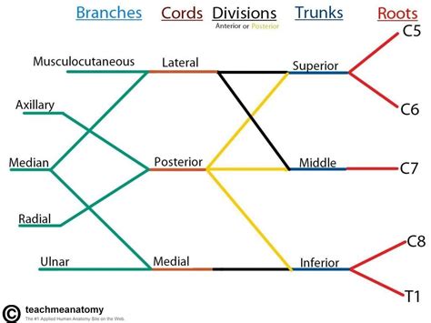 location of the brachial plexus - Google Search Upper Limb Anatomy ...