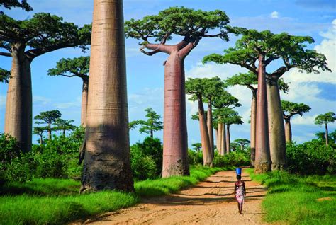 Download Nature Baobab Tree Wallpaper