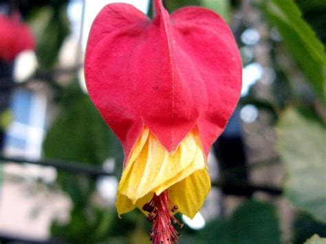 Abutilon | Abutilon | Flower Database