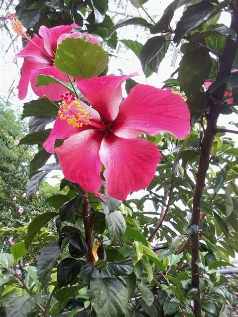 Pink Hibiscus (Gumamela) | Sceneries and Memories