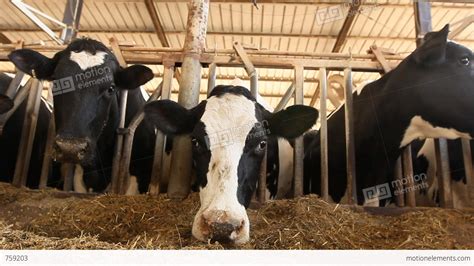 Milking Cows In The Farm Cow Milk Dairy Barn Cowshed Stock video ...