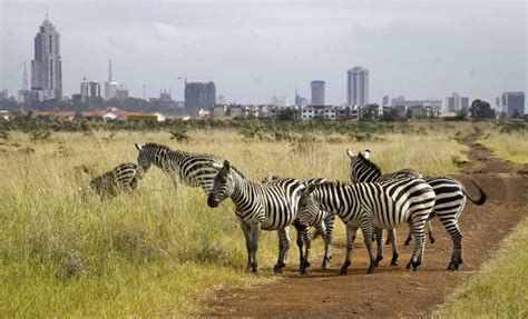 What Happened When The Lions Got Loose In Nairobi : The Two-Way : NPR