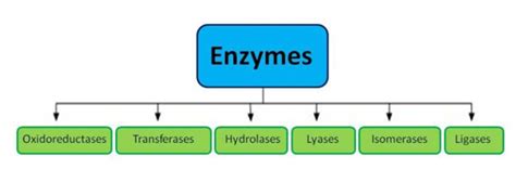 Enzymes