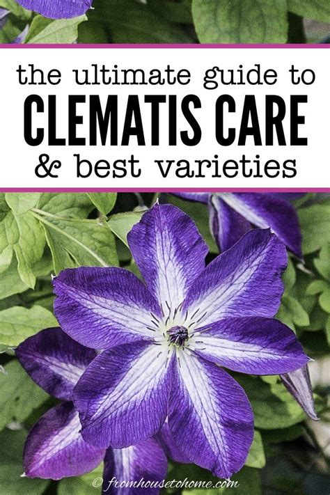 Clematis Vine Care: Planting, Growing and Pruning Tips - Gardener's Oasis