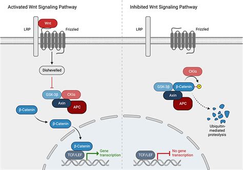 Wnt Signaling Pathway Activation The Canonical Wnt Signaling Pathway ...