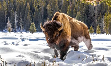 Meet the bison: facts about America's national mammal | Stories | WWF