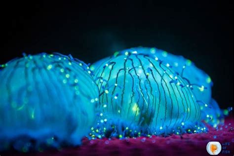 Bioluminescent Jellyfish | 7 Illuminating Facts You Must Know