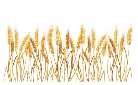 Wheat Border Cliparts - Adding Rustic Charm to Your Designs