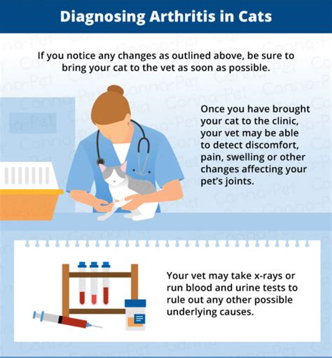 Arthritis in Cats & Natural Remedies | Canna-Pet