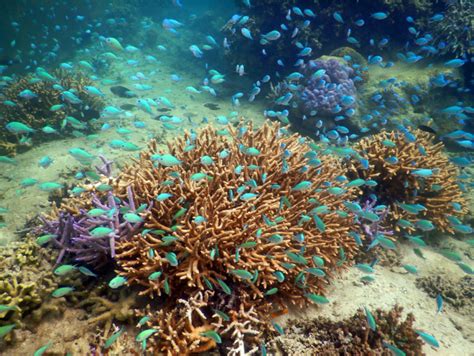 Women With Vision - Enhancing coral reef conservation in rural Fiji ...