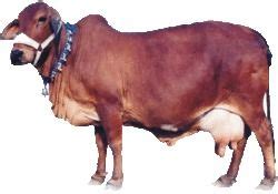 Live Red Sindhi Cow Gender: Female at Best Price in Karnal | Kaushik ...