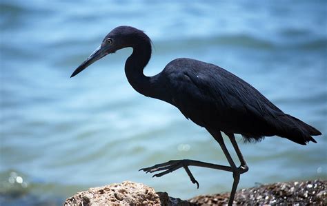 Black Egret | Black egret in Florida | Ken Butler | Flickr