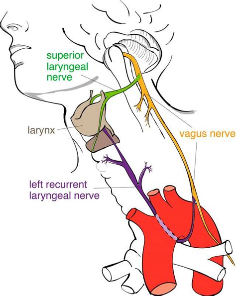 Recurrent laryngeal nerve - Laryngopedia