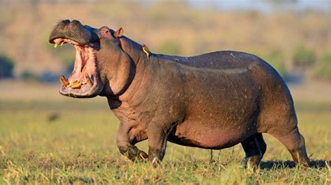 Colorado zoo welcomes baby hippo – WSOC TV