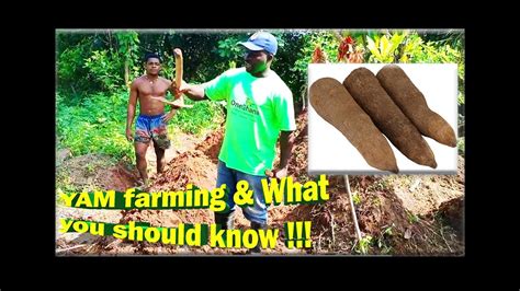 YAM farming + What you should know!!!!! - Go IT